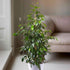 Ficus Benjamina - THE GARDEN CENTRE