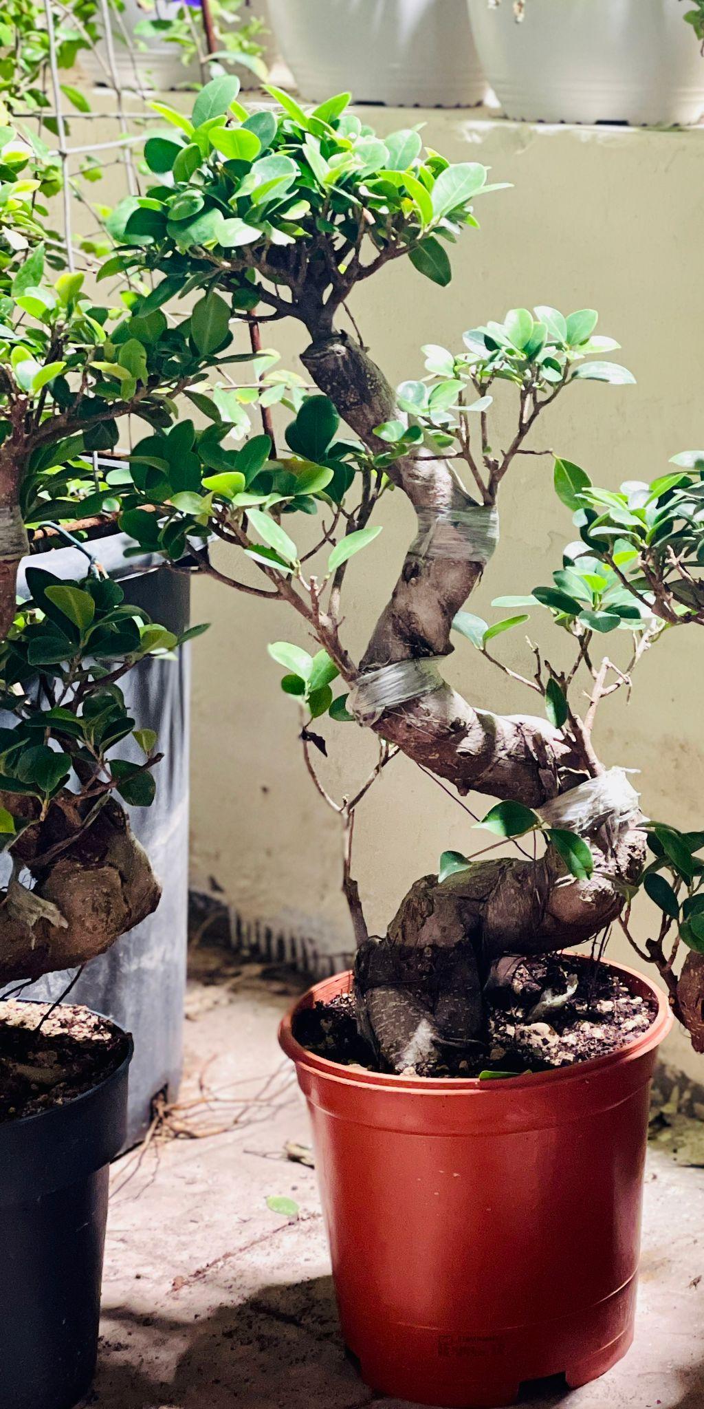 ficus bonsai tree soil Ficus Bonsai – THE GARDEN CENTRE