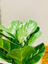 Ficus Lyrata artificial 40 cms - THE GARDEN CENTRE