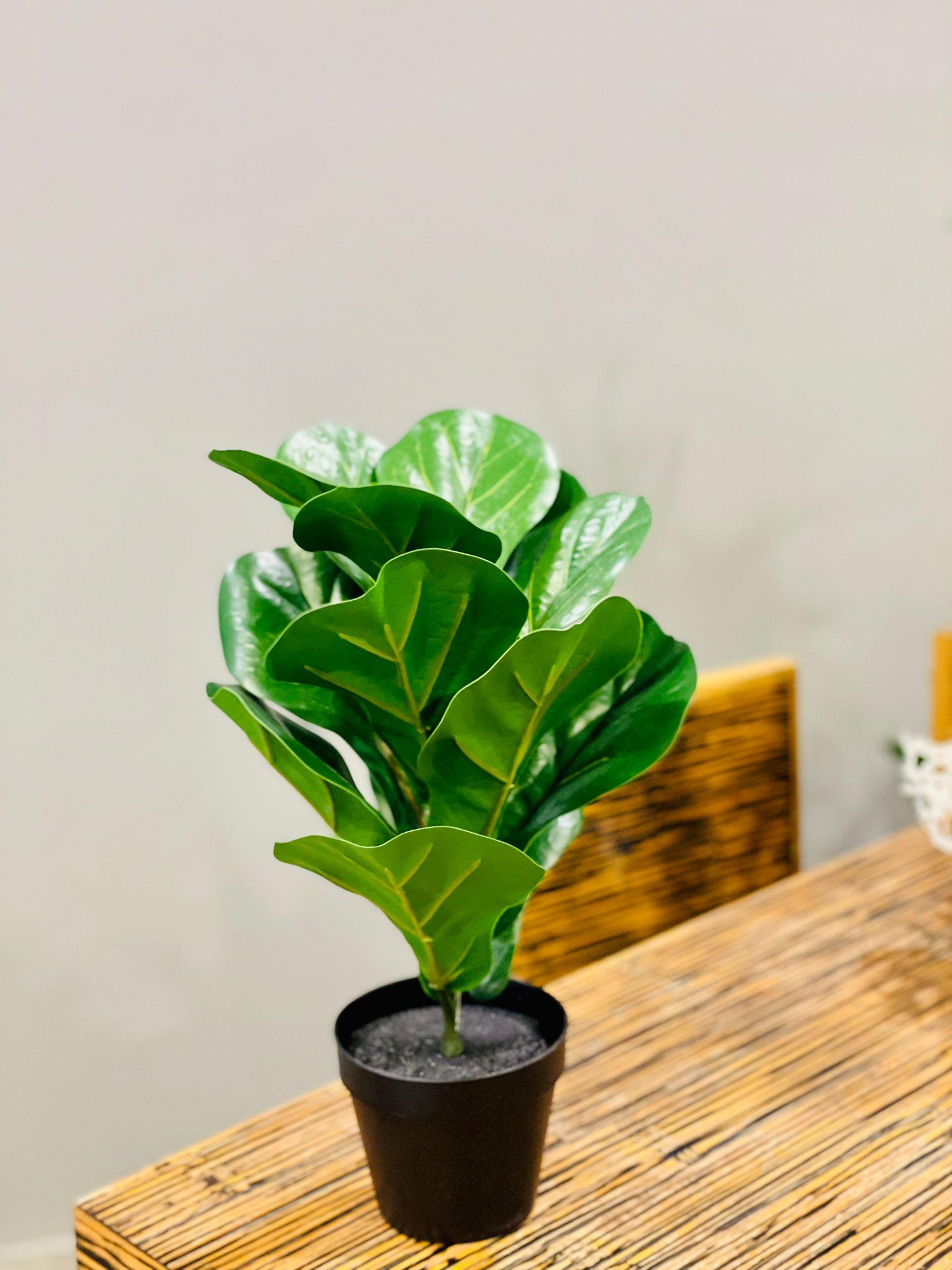 Ficus Lyrata artificial 40 cms - THE GARDEN CENTRE
