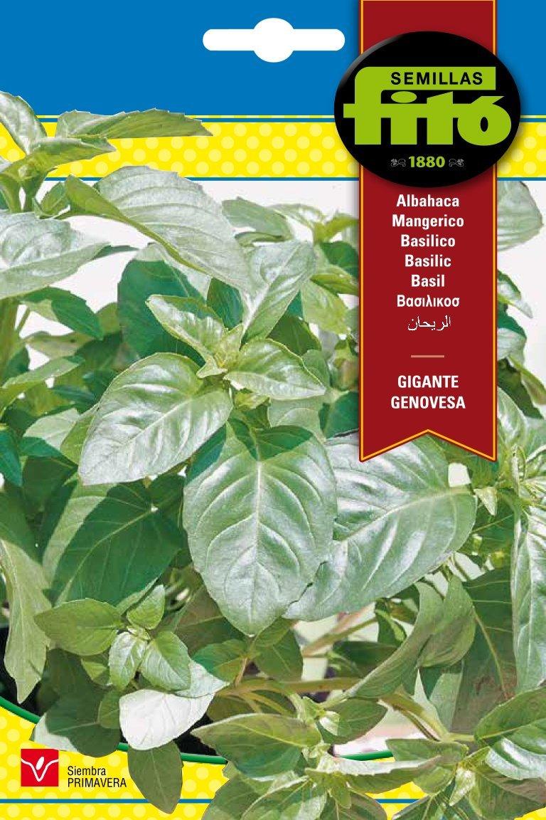 Fito Basil genovesa giant - THE GARDEN CENTRE