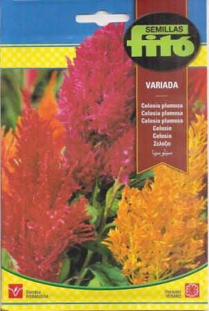 Fito Celosia - THE GARDEN CENTRE