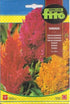 Fito Celosia - THE GARDEN CENTRE