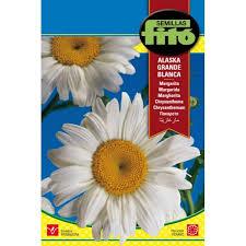 Fito Chrysanth.leucanthemum Alaska - THE GARDEN CENTRE