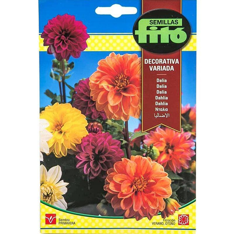 Fito Dahlia Decorative mixed - THE GARDEN CENTRE