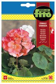 Fito Geranium Zonal mixed - THE GARDEN CENTRE