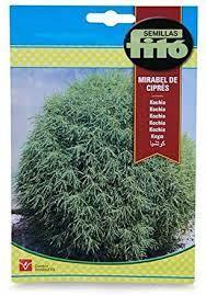 Fito Kochia - THE GARDEN CENTRE