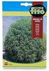 Fito Kochia - THE GARDEN CENTRE