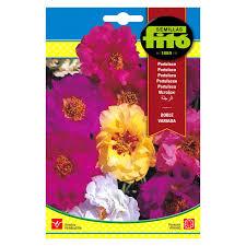 Fito Portulaca single mix - THE GARDEN CENTRE