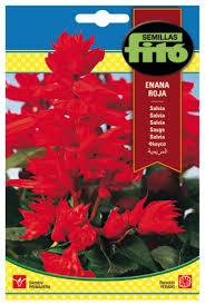 Fito Salvia dwarf red - THE GARDEN CENTRE