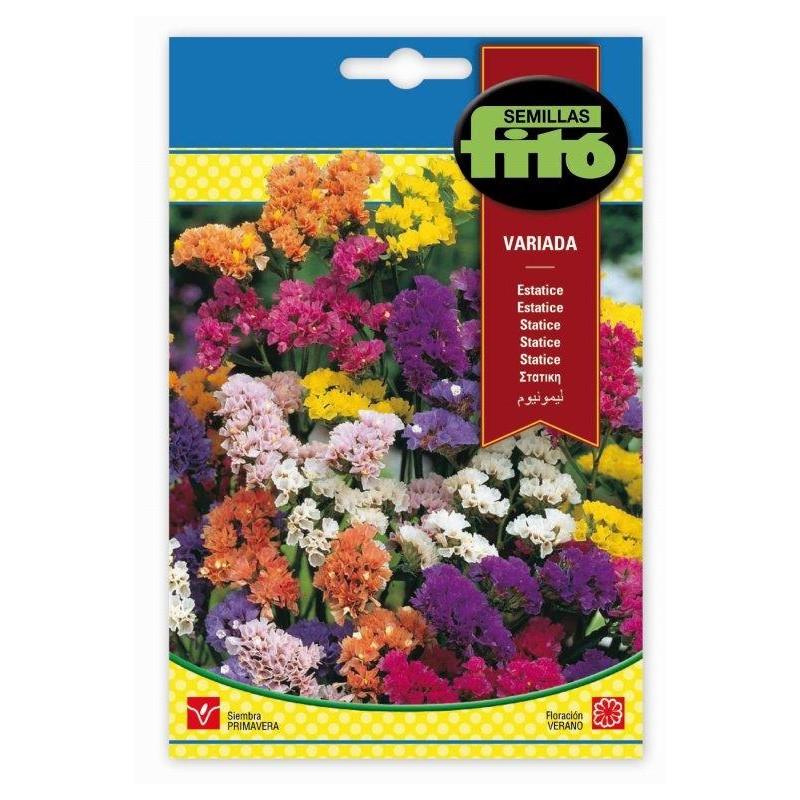 Fito Statice mixed - THE GARDEN CENTRE