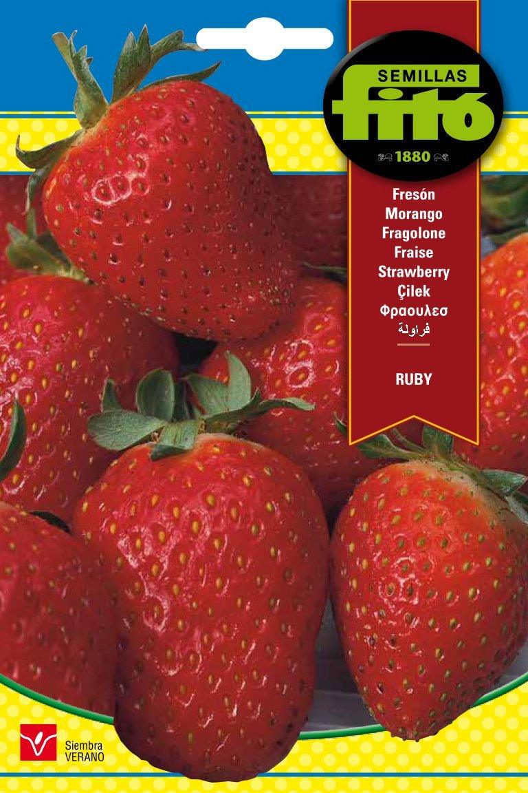 Fito Strawberry Rubi - THE GARDEN CENTRE