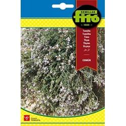 Fito Thyme - THE GARDEN CENTRE