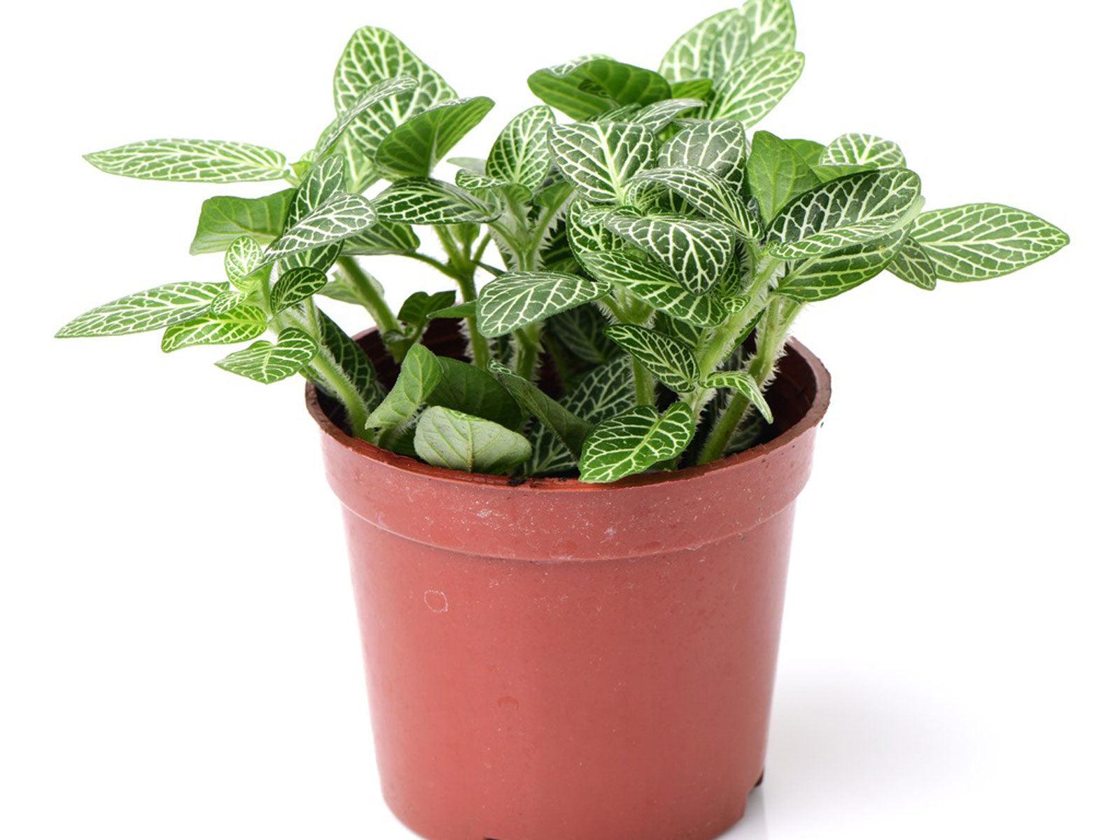 Fittonia Mini - THE GARDEN CENTRE