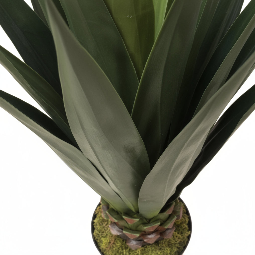 نبات السيزال 100 سم