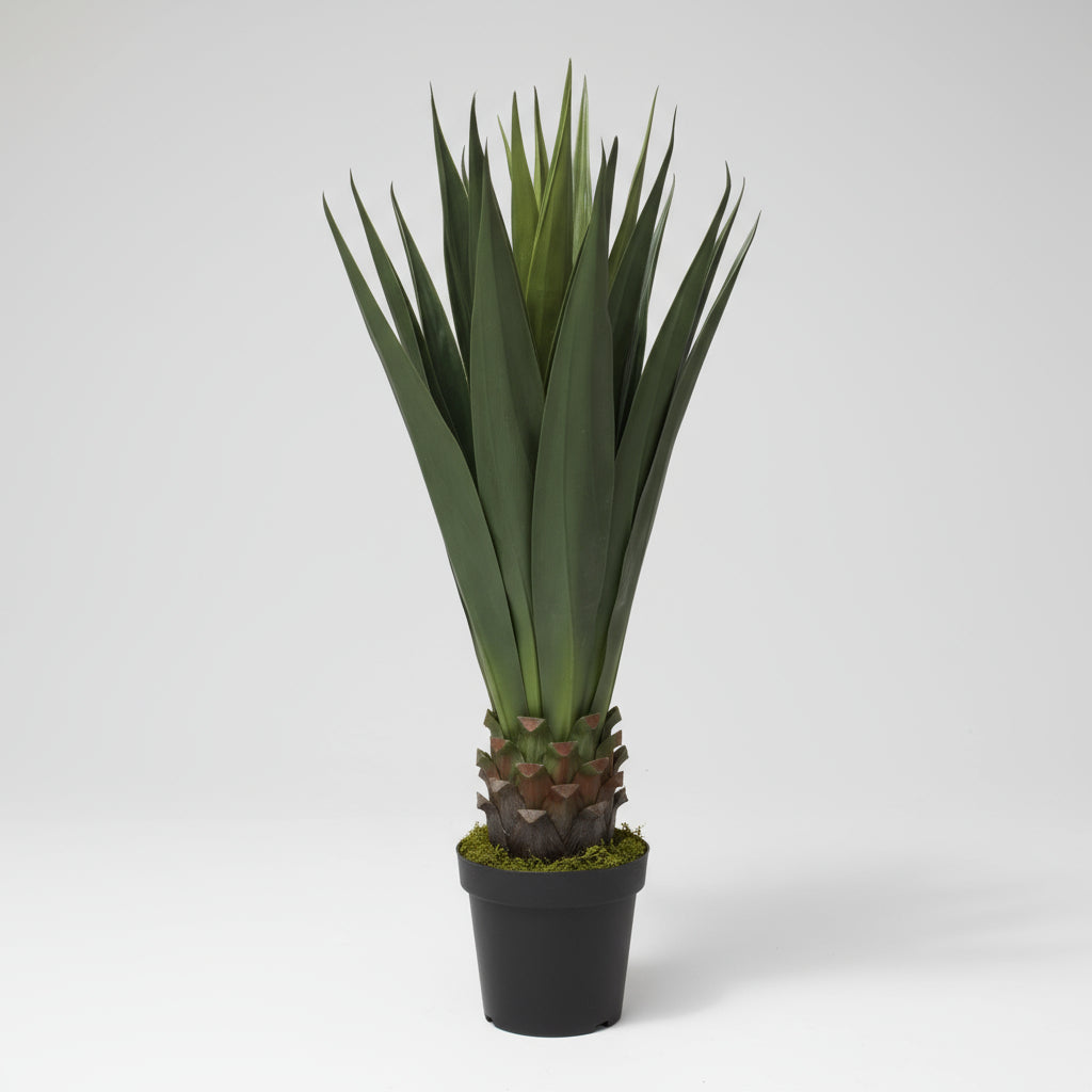 نبات السيزال 100 سم