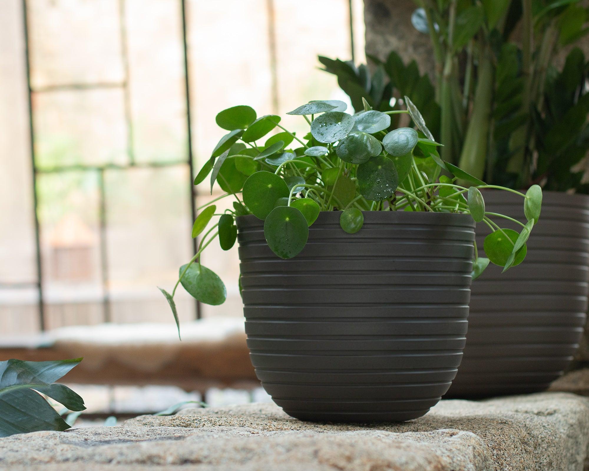 Havana horizon pot - THE GARDEN CENTRE