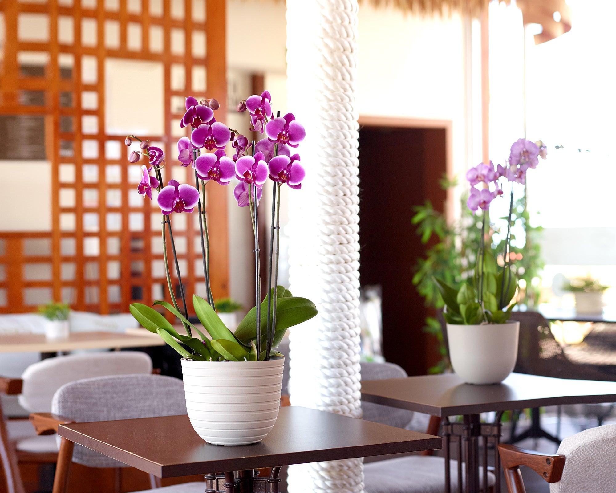 Havana horizon pot - THE GARDEN CENTRE