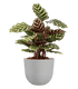 Havana horizon pot - THE GARDEN CENTRE