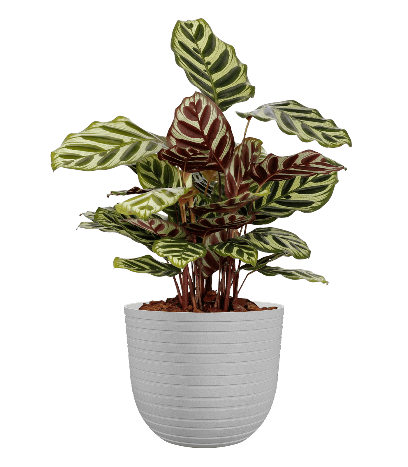 Havana horizon pot - THE GARDEN CENTRE