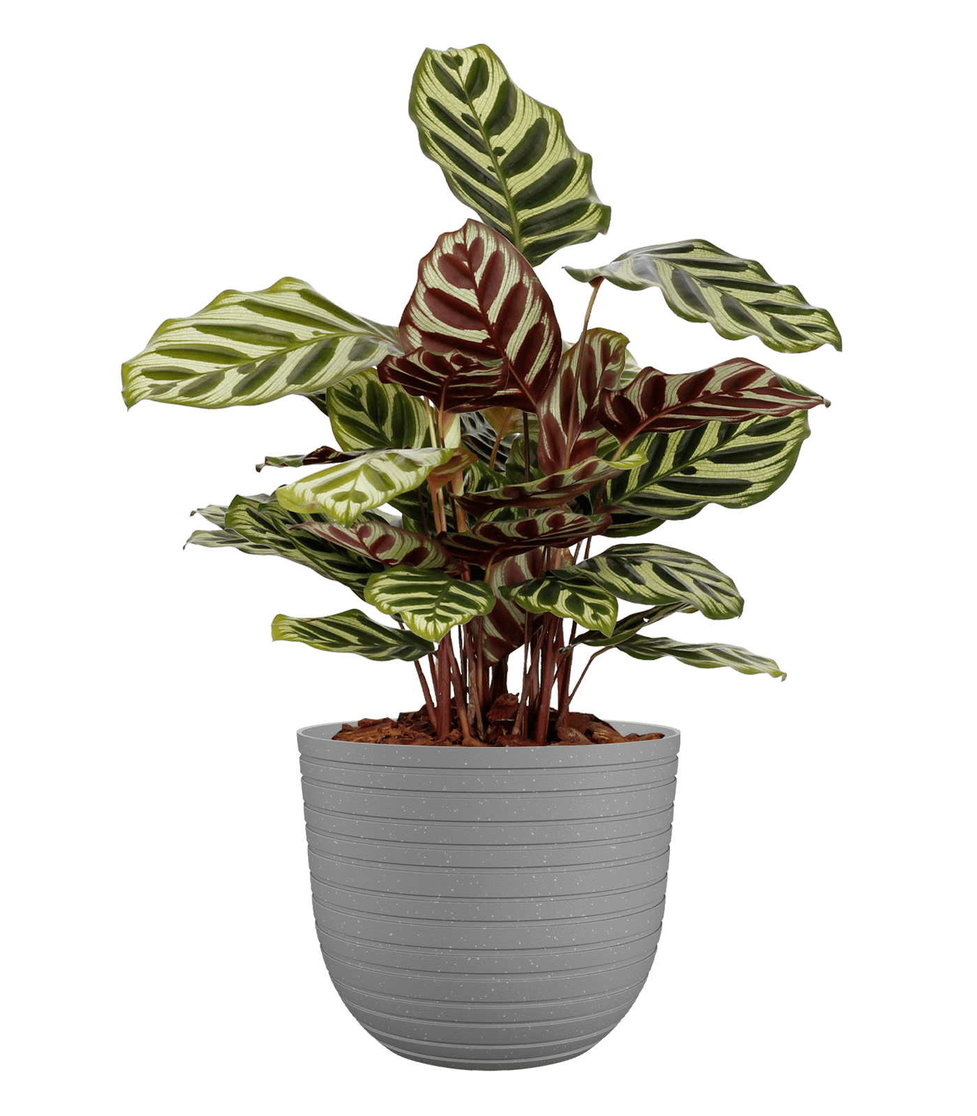 Havana horizon pot - THE GARDEN CENTRE