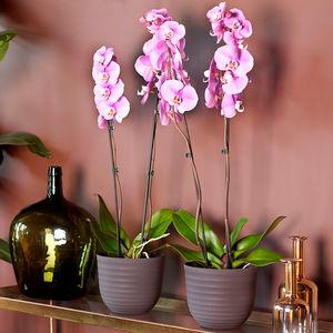 Havana Horizon pot with Orchid Plants - THE GARDEN CENTRE