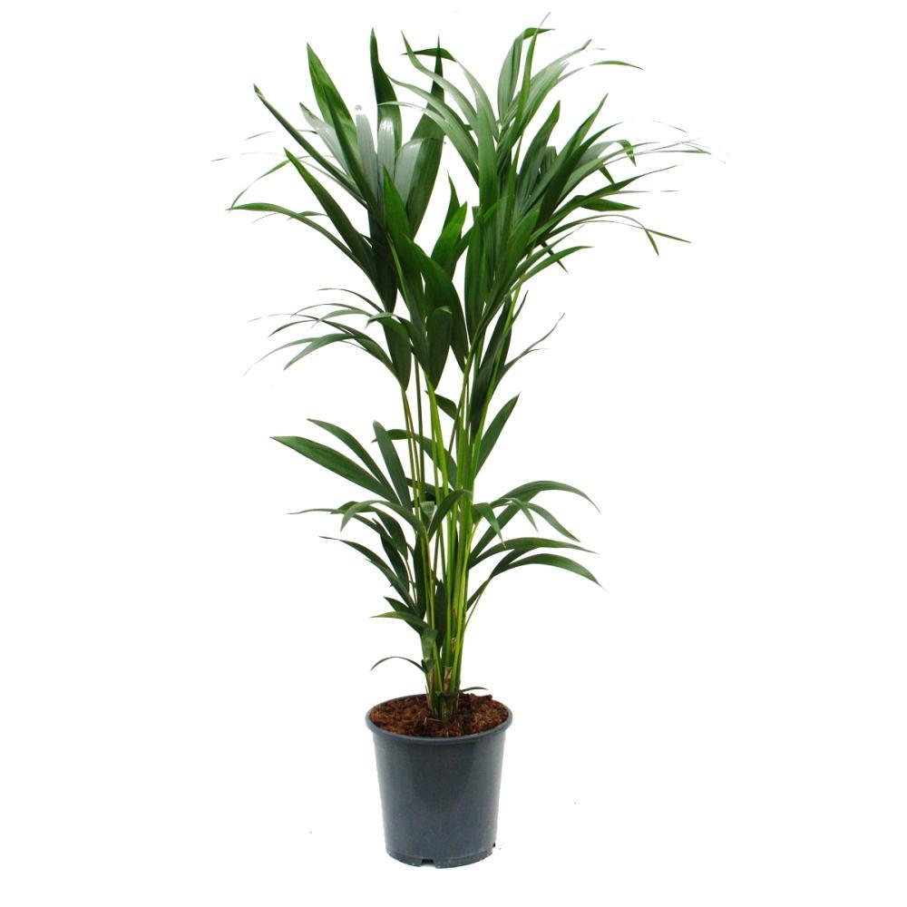 Howea forsteriana -Kentia Palm 150cm - THE GARDEN CENTRE