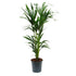 Howea forsteriana -Kentia Palm 150cm - THE GARDEN CENTRE