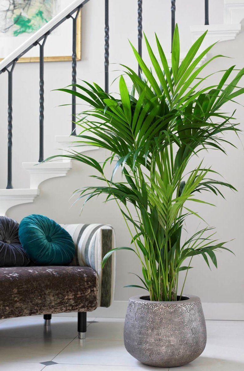 Howea forsteriana -Kentia Palm 150cm - THE GARDEN CENTRE