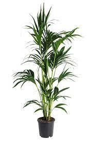 Howea forsteriana -Kentia Palm 150cm - THE GARDEN CENTRE