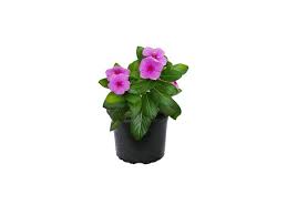 VINCA PLANT- ASSORTED COLORS - THE GARDEN CENTRE