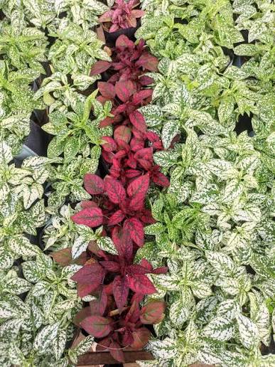 Hypoestes Phyllo Mix - THE GARDEN CENTRE