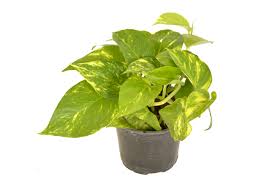 Scindapsus Aureas -MoneyPlant/Pothos - THE GARDEN CENTRE