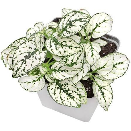 Hypoestes Phyllo Mix - THE GARDEN CENTRE