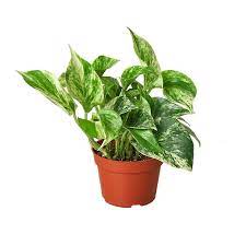 Scindapsus Aureas -MoneyPlant/Pothos - THE GARDEN CENTRE