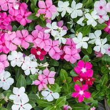 VINCA PLANT- ASSORTED COLORS - THE GARDEN CENTRE