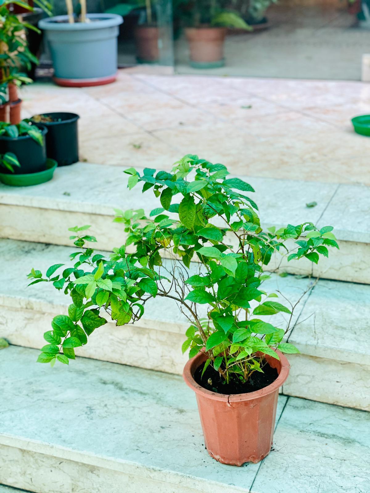Jasmine - THE GARDEN CENTRE