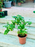 Jasmine - THE GARDEN CENTRE