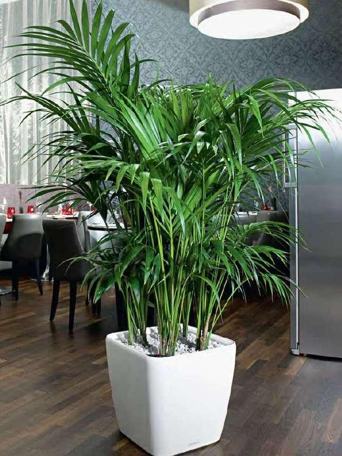 LISCIO SQUARE POT - THE GARDEN CENTRE
