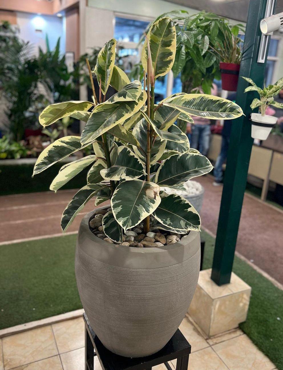 Manek Stripe Pot Elastica tineke - THE GARDEN CENTRE