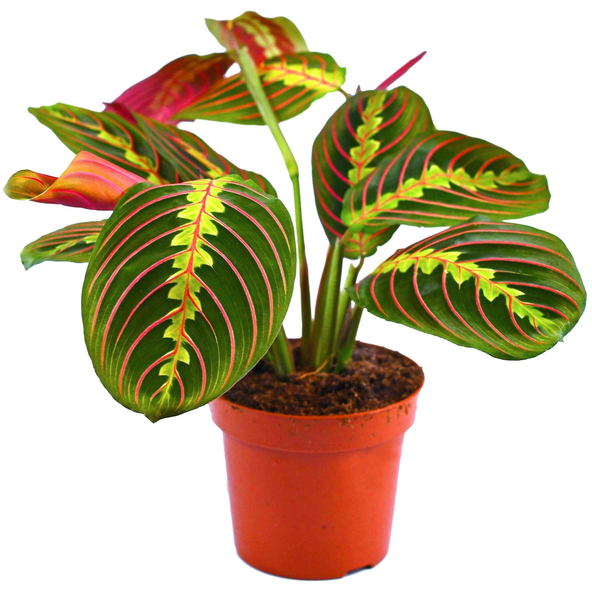 Maranta-Prayer Plant - THE GARDEN CENTRE
