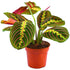 Maranta-Prayer Plant - THE GARDEN CENTRE