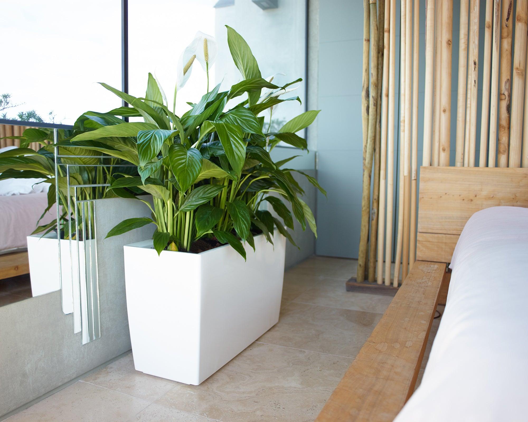 Marbella Rectangular planter - THE GARDEN CENTRE