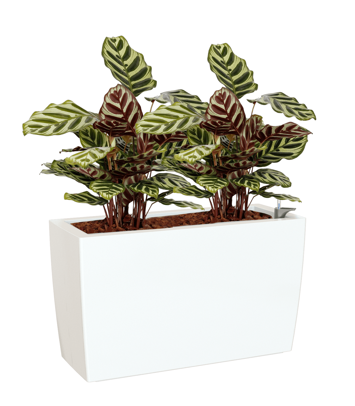 Marbella Rectangular planter - THE GARDEN CENTRE