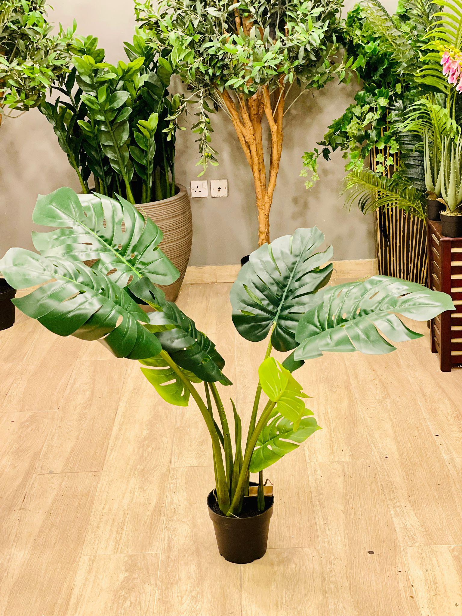 Monstera Deliciosa - THE GARDEN CENTRE