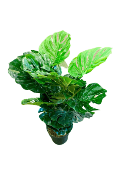 Monstera Deliciosa - THE GARDEN CENTRE