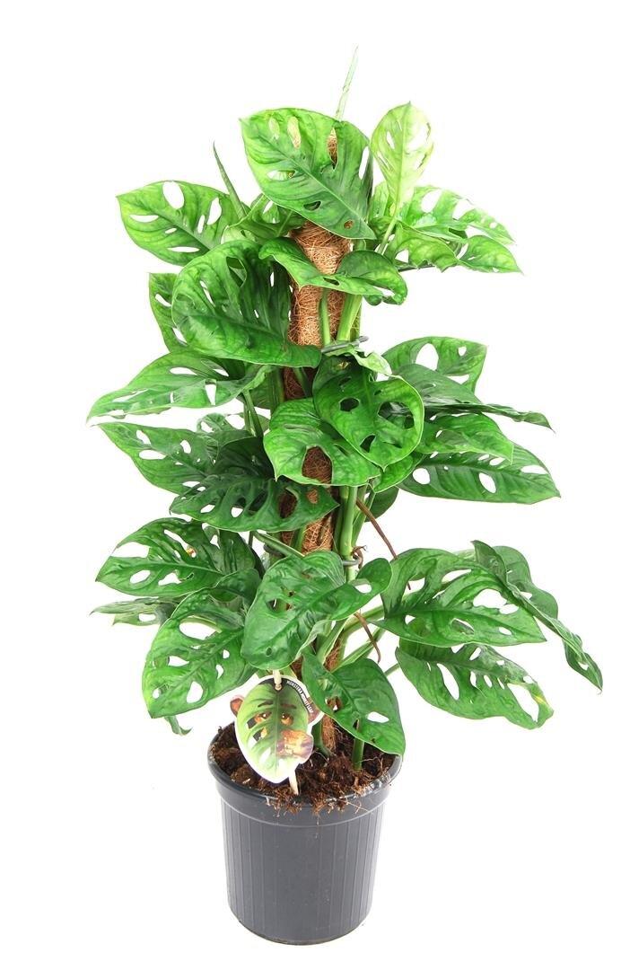 Monstera Obliqua 80cm tall - THE GARDEN CENTRE