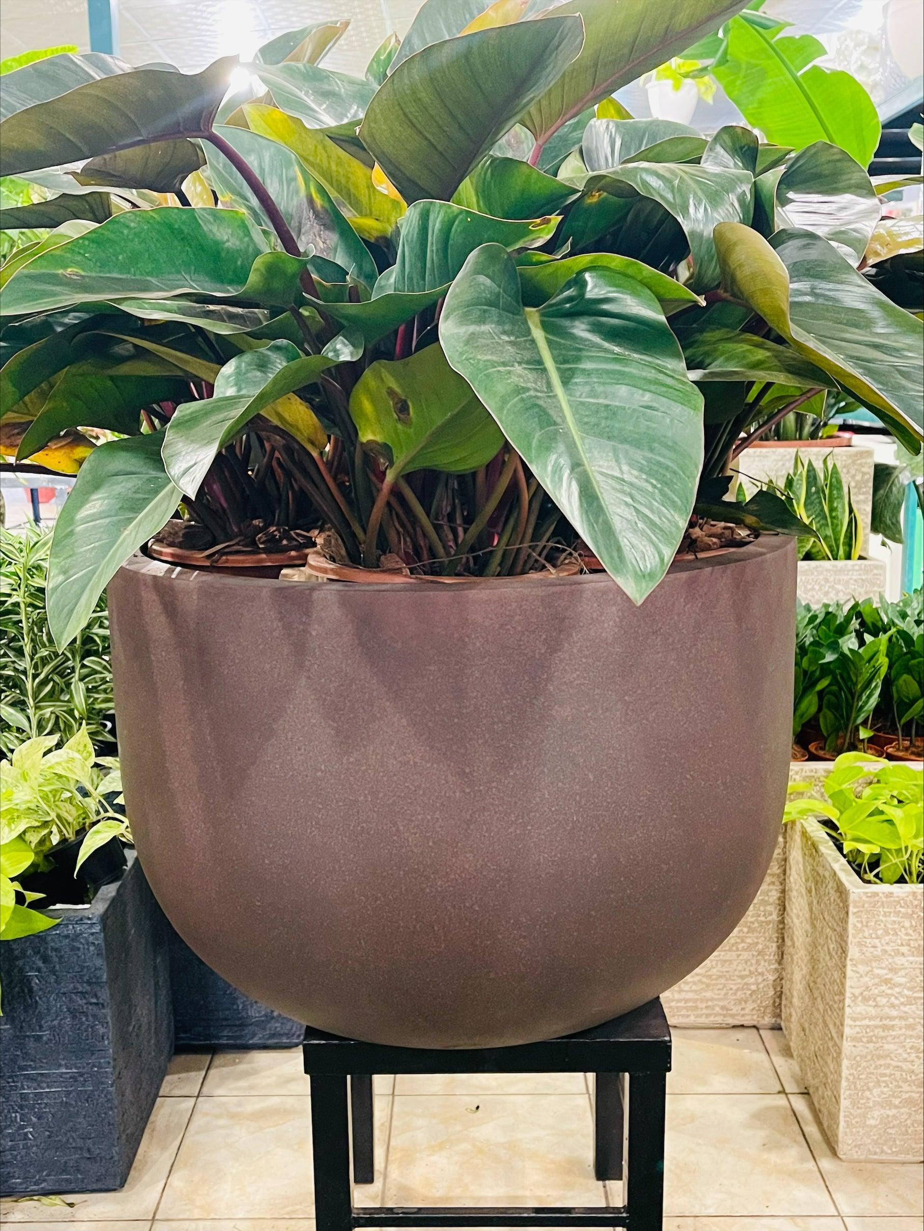 OLDAHAM Shallow Planter -Brown - THE GARDEN CENTRE