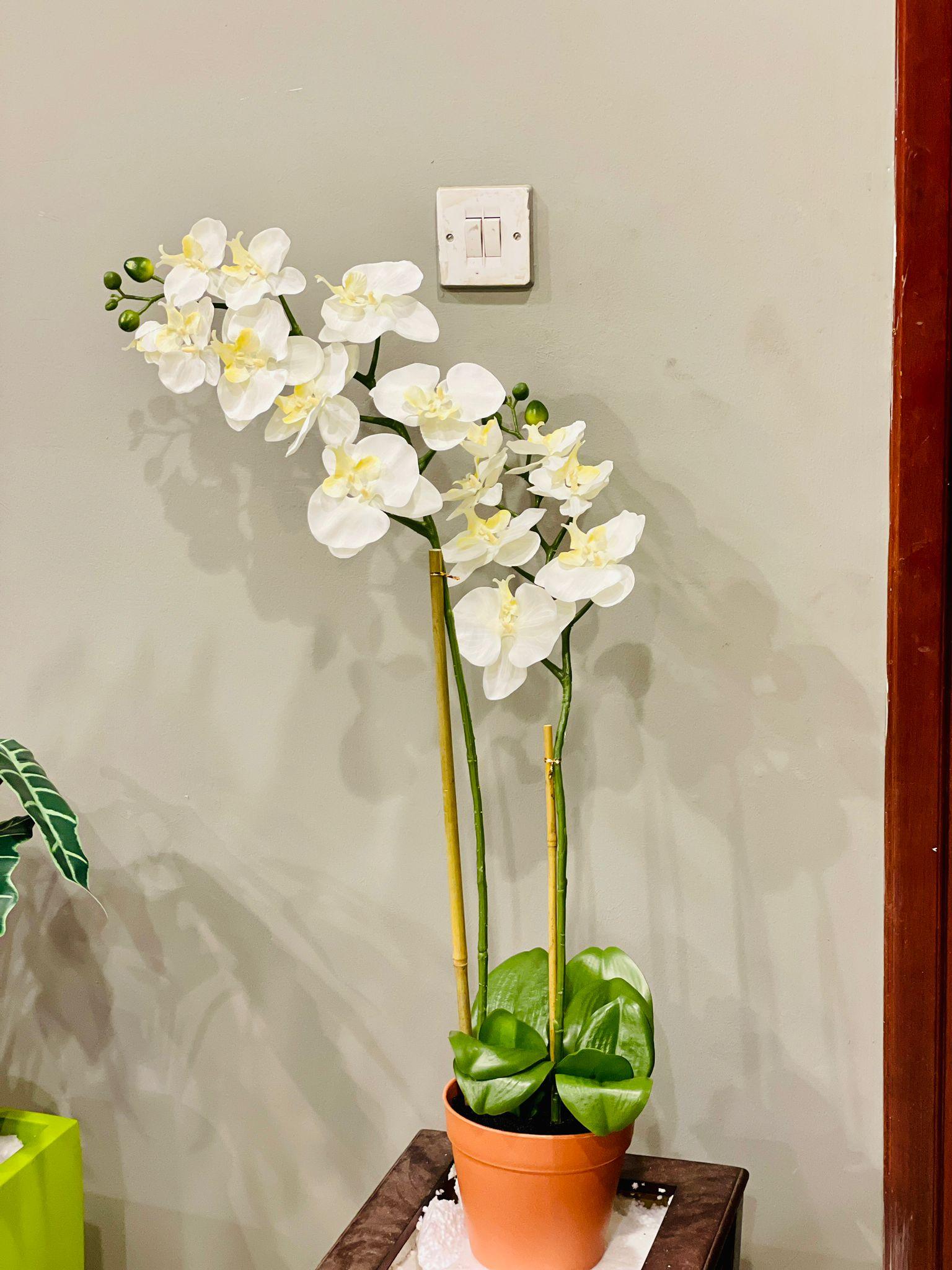 Orchid artificial - THE GARDEN CENTRE