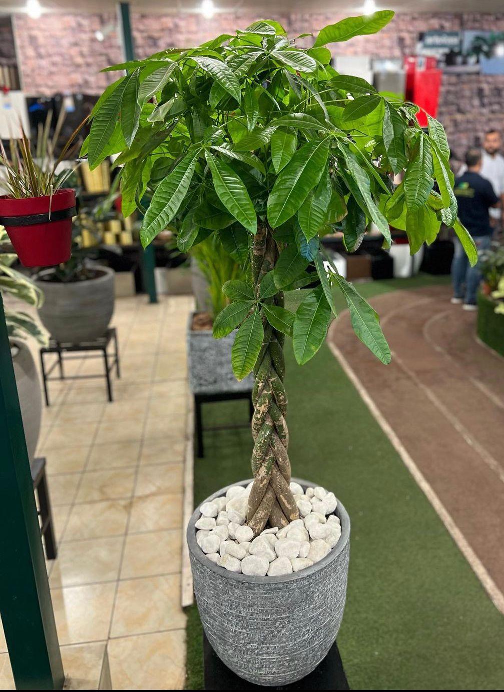 Pachira with Utah egg planter. - THE GARDEN CENTRE